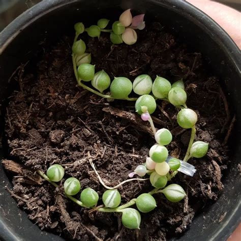 String Of Pearls Propagation Guide (High Success Rate) | Succulent Alley