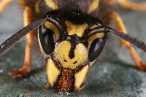 wasp face 2 by macrojunkie on DeviantArt