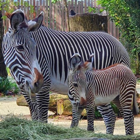 Zebra - Singapore Zoo