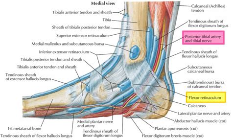 Tarsal tunnel syndrome symptoms, causes, diagnosis, prognosis & treatment