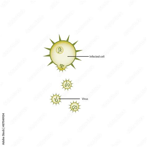 Diagram of virus and virus infected cell - schematic simple ...