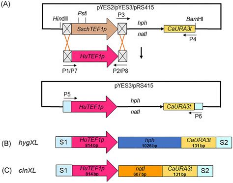 Design and assembly of the selection markers hygXL and clnXL. (A)... | Download Scientific Diagram