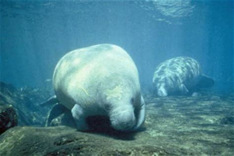 Facts about Manatees and Dugongs | SciencewithKids.com