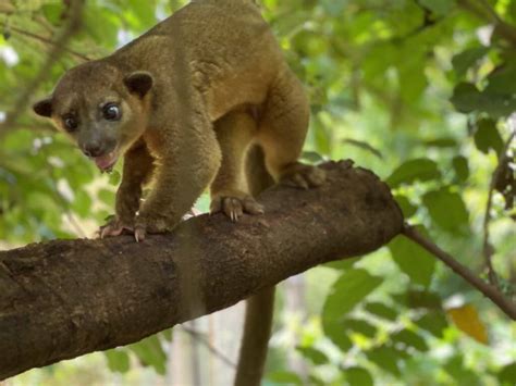 El Kinkajou en Costa Rica, dónde verlo? | NATUWA, Santuario de fauna