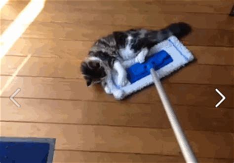 Funny cats - part 66 (35 pics + 10 gifs) | Amazing Creatures