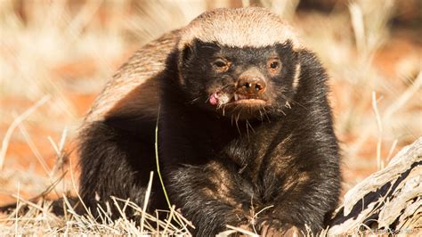 It’s time to figure out just how smart honey badgers really are | Animal Behaviour | Earth Touch ...