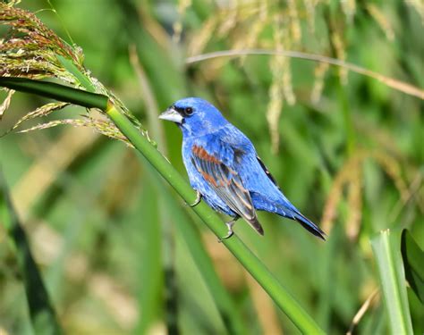 Blue Grosbeak - Bob Rehak Photography