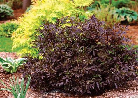 Black Beauty Sambucus Sambucus nigra Black Beauty from Taylor's Nursery