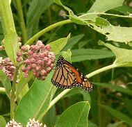 Dot Earth Blog: Setting the Table for Migrating Monarch Butterflies - Earthzine