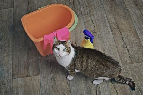 Cat Spraying: Definition, Causes, and Prevention