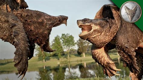 Alligator Snapping Turtle vs Common Snapping Turtle - GetZone