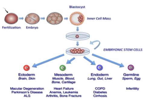 Adult Stem Cell Diagram