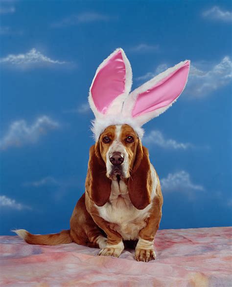 rabbit ears - Animal Stock Photos - Kimballstock