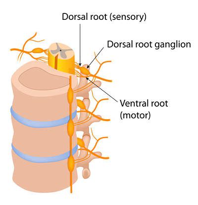 Ventral Rootlets