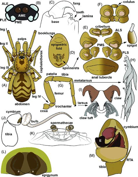 A quick guide to the anatomy of spiders. (A) General appearance,... | Download Scientific Diagram