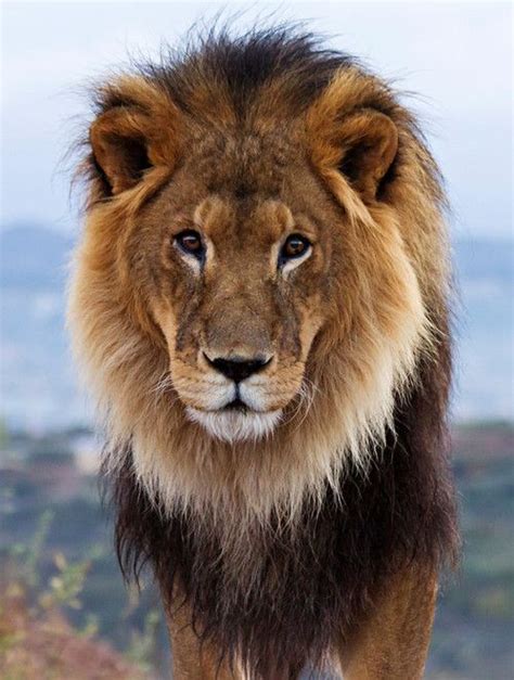 The meaning and symbolism of the word - «Lion»