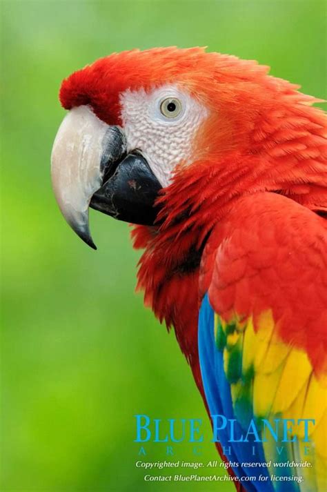 Latin America's Symbolic Bird Scarlet Macaw Images | Blue Planet Archive