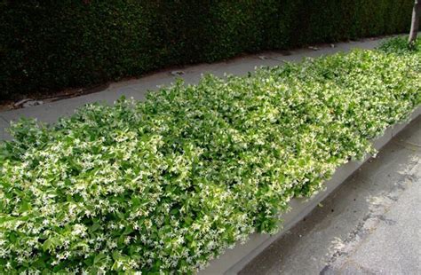 Trachelospermum jasminoides | Ground cover, Ground cover plants, Plants ...