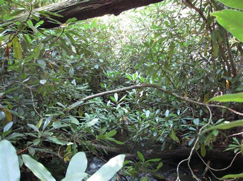 Seeing the forest for the shrubs in Southern Appalachia - LTER