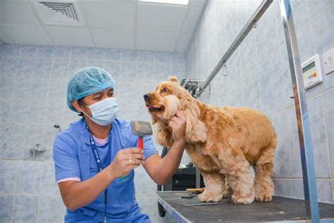 Pet Care Center | Abu Dhabi Falcon Hospital