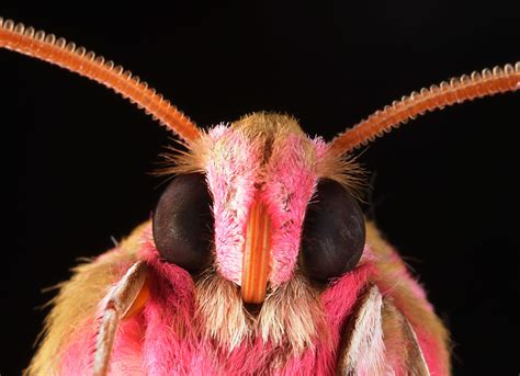 Moth eyes inspire glare-resistant coating for cellphone screens | MPR News