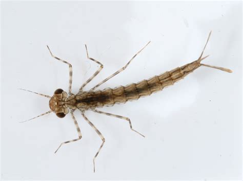 Damselfly larvae (Circle B Bar Reserve Freshwater Macros Field Guide) · iNaturalist