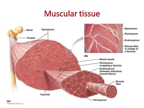 Muscular tissue: skeletal, smooth and cardiac muscle - Online Biology Notes