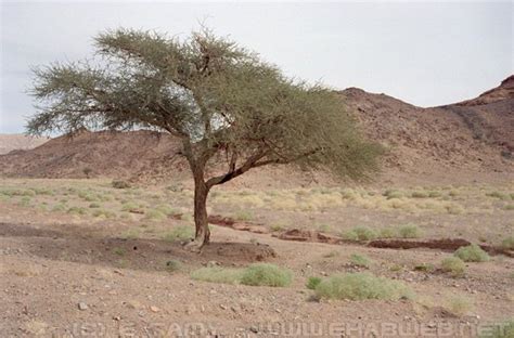 Sinai Desert Photos from Sinai Desert Pictures from Sinai Desert ...