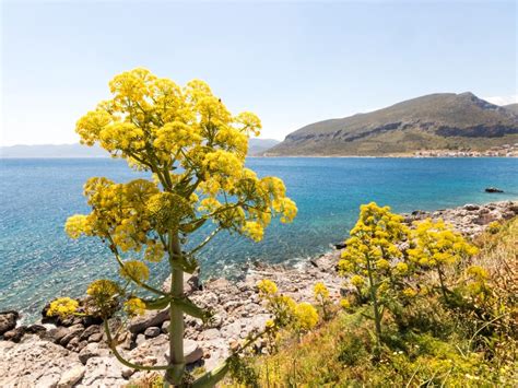 Why The Ancient Silphium Plant Was So Expensive