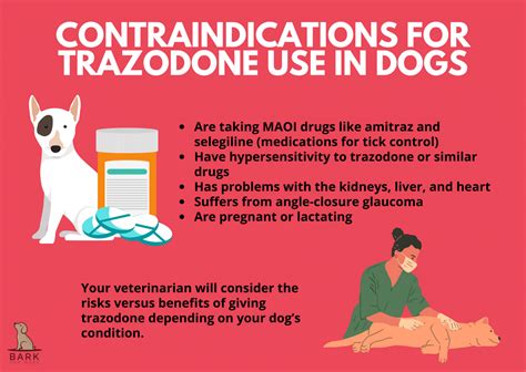 Trazodone For Dogs: Uses, Benefits, And Precautions For Dog Behavior ...