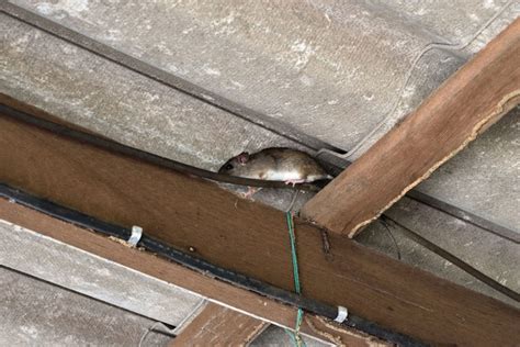 8 Steps to Get Rid of Roof Rats - Attic Kings