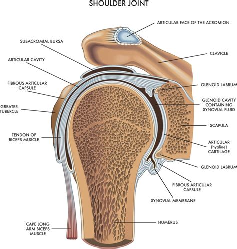 Synovial Cyst Shoulder