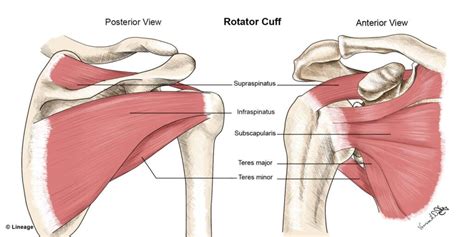 Quest Fitness | The rotator cuff: A guide