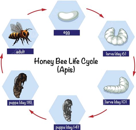 Honey Bee Life Cycle Larva Nature Honey Vector, Larva, Nature, Honey PNG and Vector with ...