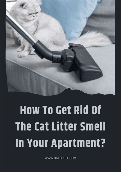 How To Get Rid Of The Cat Litter Smell In Your Apartment?