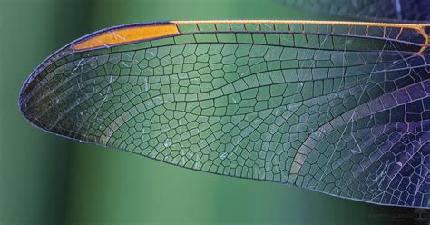 🔥 The intricate patterns on this dragonfly wing 🔥 : NatureIsFuckingLit