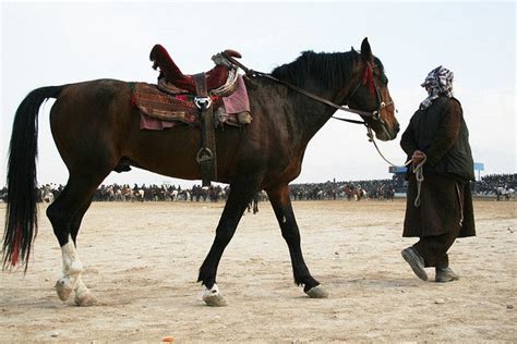 A man and his horse, Buzkashi, Afghanistan | Horses, Horse breeds, All horse breeds