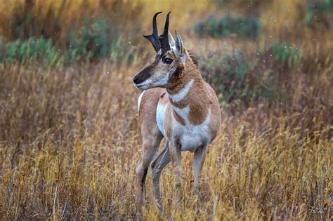 Antelope Buck Photograph by Chris Steele - Fine Art America