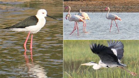 Pulicat Lake Bird Sanctuary - A Birder's Paradise | WildlifeZones