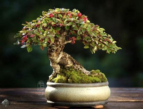 Top 15 Cây bonsai đẹp nhất thế giới - toplist.vn