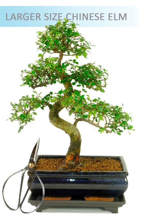 Indoor Bonsai Chinese Elm Set 1 (IDCE10)