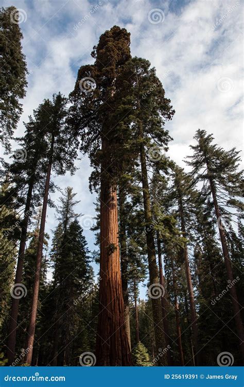 Forest of redwood trees stock image. Image of trees, wooded - 25619391