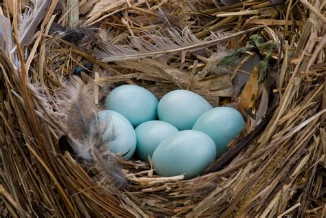 Feather Your Nest | Starling nest and eggs. | Mary Marty | Flickr