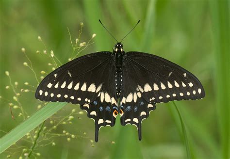 Black Swallowtail - Alabama Butterfly Atlas