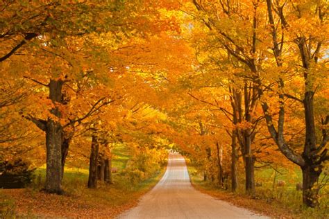 Autumn-Gold | Photos of Vermont