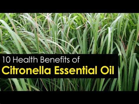 10 Citronella Essential Oil Benefits and its Uses - YouTube