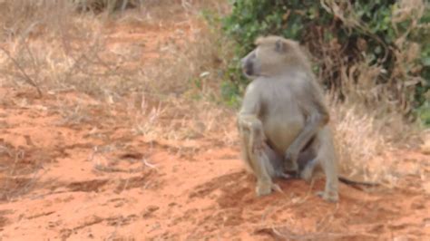 Curious George. Monkey caught touching himself in Kenyan Safari park - YouTube