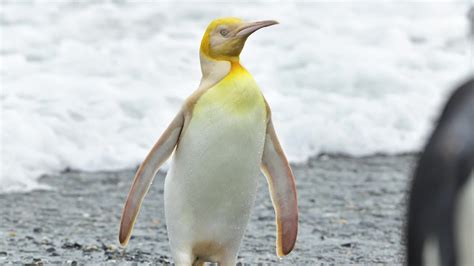 Yellow Penguin Spotted for the first time in the Atlantic : r/interestingasfuck