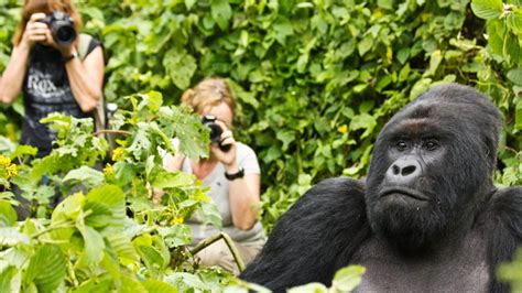 Gorilla Trekking Uganda, Rwanda & DRC - eXplore Plus Travel and Tours