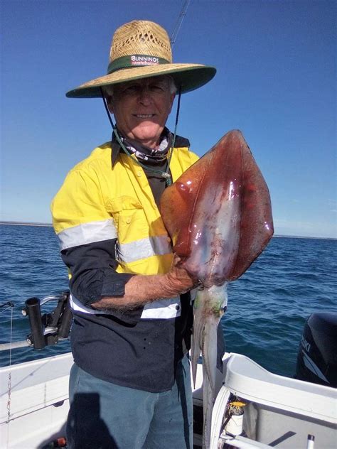 Bonus Squid | Fishing - Fishwrecked.com - Fishing WA. Fishing Photos ...